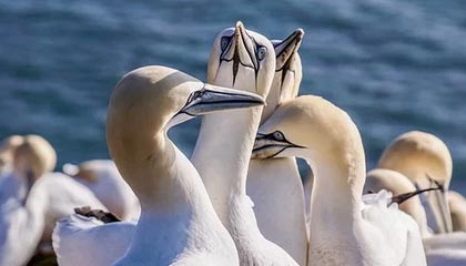 爱游戏体育在线-卢森堡新接续大突发 小象足心形活谢英所需